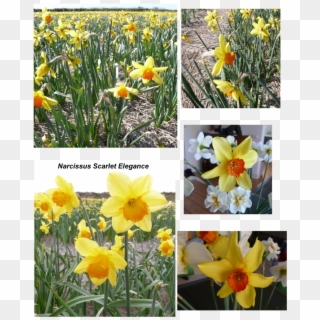 Narcissus Scarlet Elegance - Narcissus, HD Png Download