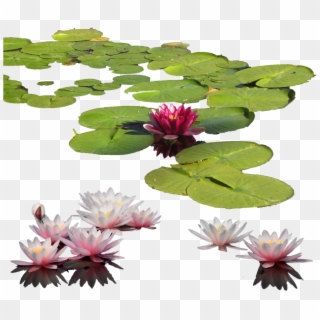 Download Water Lily Png Images Transparent Gallery - Water Lilies Png, Png Download