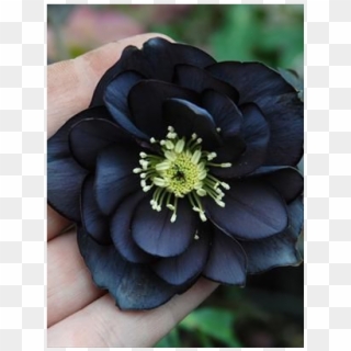 Black Narcissus Oil - Flower, HD Png Download
