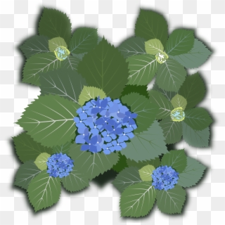 This Free Icons Png Design Of Hydrangea Macrophylla, Transparent Png