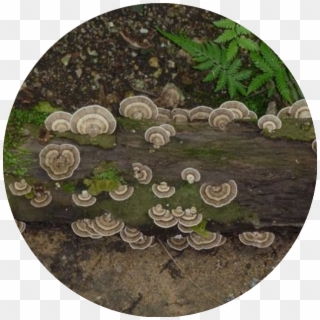 Bracket Fungi - Circle, HD Png Download