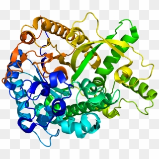 Alpha L Iduronidase, HD Png Download