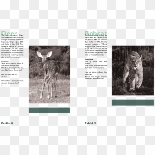 Transparent Scratches Bobcat - Wild Cat, HD Png Download