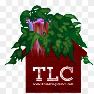 Tlc Logo - Datura, HD Png Download