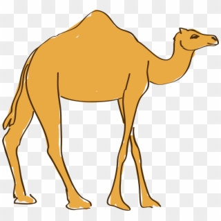 Dromedary Drawing Animation - Camel Cartoon Drawing, HD Png Download