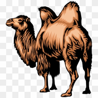 More In Same Style Group - Bactrian Camel Clipart, HD Png Download