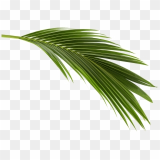 Project Gallery - Coconut Leaves, HD Png Download