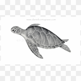 Green Sea Turtle - Hawksbill Sea Turtle, HD Png Download