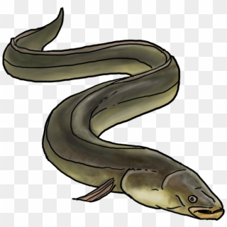 Anguille - Anguille Png, Transparent Png