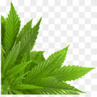Download Green Leaves Png Images Background - Marijuana, Transparent Png