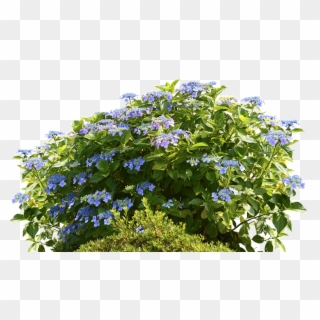 Images In Collection - Blue Flowering Shrub Png, Transparent Png
