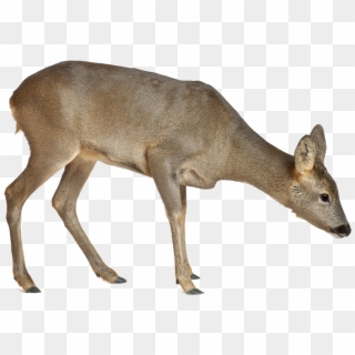 Deer Png Image - Roe Deer, Transparent Png