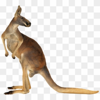 Kangaroo Png, Transparent Png