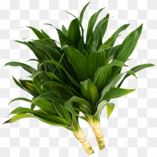View All Pics - Houseplant, HD Png Download