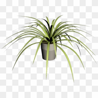 Spider Plant - Roystonea, HD Png Download