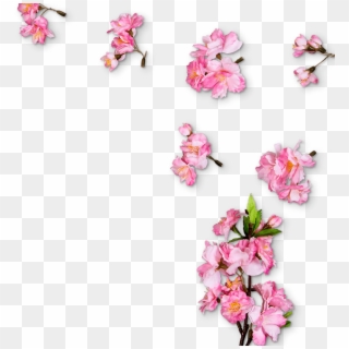 Cherry Blossom Transparent Divider, HD Png Download