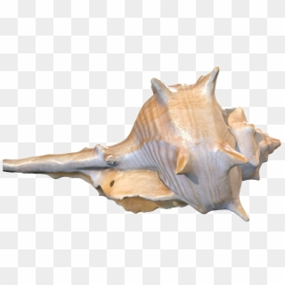 Conch Png Background Image - Conch 3d Model Free, Transparent Png