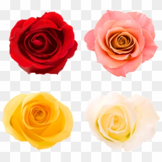 Roses Rose Buds Bloom Rose Flower Rose Bud Garden - Rose Freisteller, HD Png Download