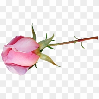 Rose Bud Pink Garden Nature - Garden Roses, HD Png Download