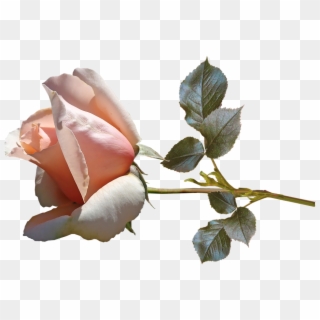 Flower Rose Bud Stem Perfume Garden Nature - Garden Roses, HD Png Download