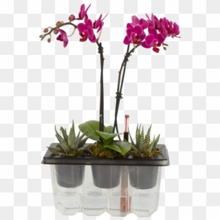 My First Orchid Is The First Of Its Kind - Cattlianthe Jewel Box, HD Png Download