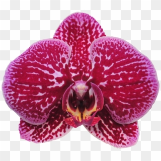 Taida Black Cat A09473 - Moth Orchid, HD Png Download