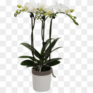 Flower - Orchids - Little Kolibri Orchids, HD Png Download