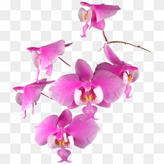 Transparent Orchids - Pink Orchid Flowers Vector, HD Png Download
