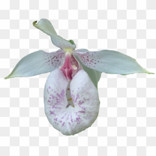 For Those Who Do Not Have Much Space - Cypripedium Ulla Silkens, HD Png Download