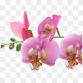 Branche Orchidées, HD Png Download