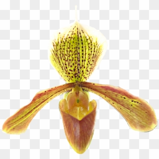 #paphiopedilum #idaleciosantos #orchid #orchids #orchideas, HD Png Download