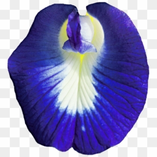 Pea Flowers Png - Iris Versicolor, Transparent Png