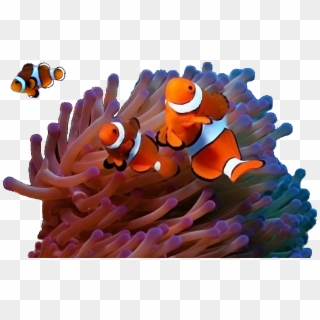 Parent Directory - Clown Fish In A Coral Reef, HD Png Download