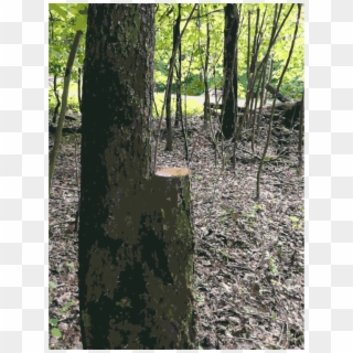 Lumber Trunk Wood Forest Tree Stump - Grove, HD Png Download