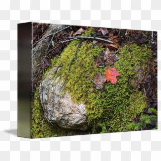 Moss Texture Png - Mossy Rocks Woods, Transparent Png
