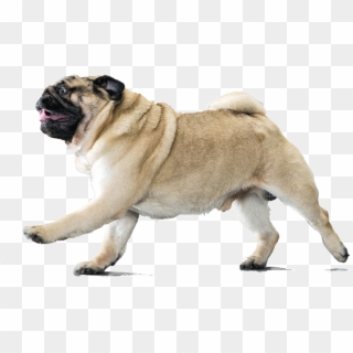 Enraged Pug On The Attack - Pug Without Neck, HD Png Download