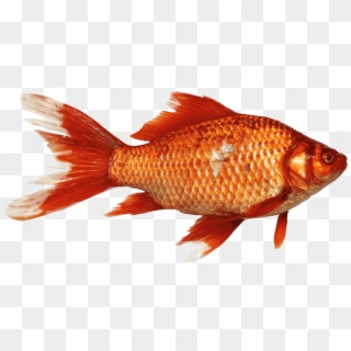 Goldfish Carp Fish Transparent Background Orange Pet - Fish Png, Png Download