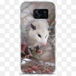Snowpossum ☆ Samsung Case - Possum, HD Png Download