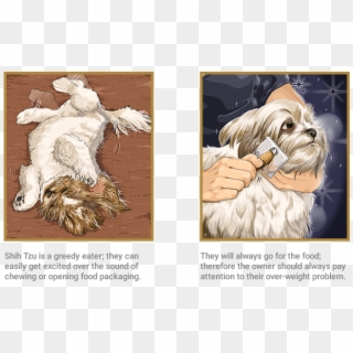 Shih Tzu - Mal-shi, HD Png Download