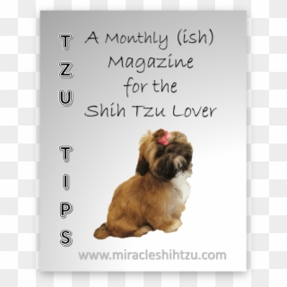 Shih Tzu Magazine - Shih Tzu, HD Png Download