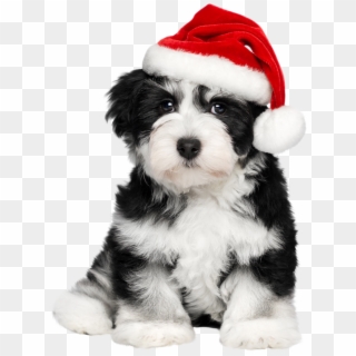 Shih Tzu Clipart Havanese - Cute Dogs Christmas Background, HD Png Download