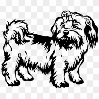 Freeuse Library Maltese Drawing Shitzu - Black And White Shih Tzu Decal, HD Png Download