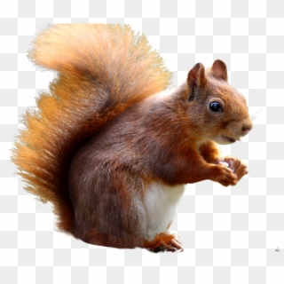 Red Squirrel Clipart Transparent Background - Squirrel Free, HD Png Download