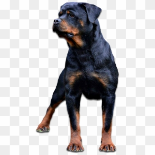 About Pacheco Rottweilers - Giant Dog Breed, HD Png Download