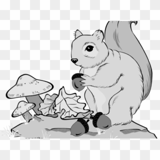 Gray Squirrel Clipart Line Art - Cartoon, HD Png Download