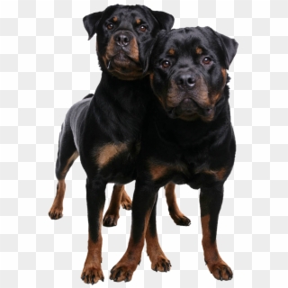 Contact Us - Rottweiler, HD Png Download