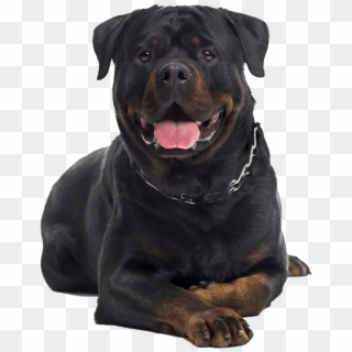 Full Blooded Rottweiler, HD Png Download
