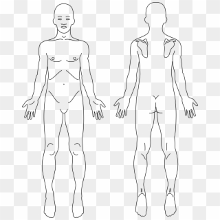 This Free Icons Png Design Of Male Anatomy Front And - Anatomy Front And Back, Transparent Png