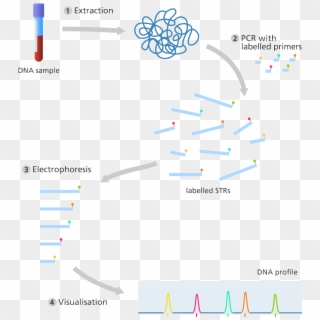 Illustration - Producing A Dna Profile, HD Png Download