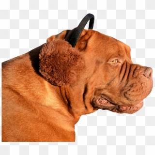 Dog Ear Warmer Funny Animal Animal World - Dog, HD Png Download